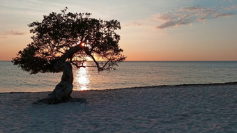 司司树阿鲁巴岛岛的加勒比海日落