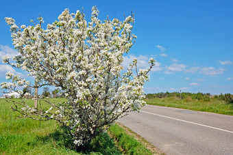 开花樱桃树葡萄牙语景观葡萄牙