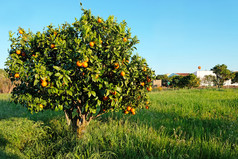 橙色树的农村从葡萄牙