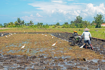 土地很多巴厘岛12月巴厘岛的工人耕作的土地后收获的大米的稻田巴厘岛印尼