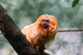 <strong>金狮子</strong>绢毛猴猴子法兰克福动物园