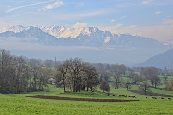瑞士农田绿色农田瑞士与的瑞士阿尔卑斯山脉后面