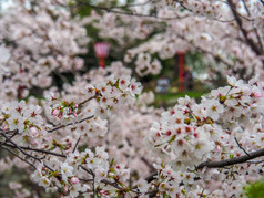 日本樱桃花朵的春天时间