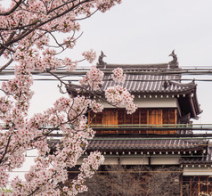 传统的日本城堡与樱桃花朵奈良日本