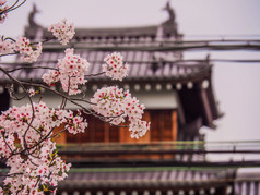 传统的日本城堡与樱桃花朵奈良日本