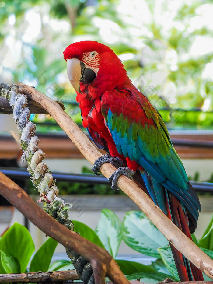 大红色的朱红色金刚鹦鹉破澳门栖息分支大红色的朱红色金刚鹦鹉破澳门