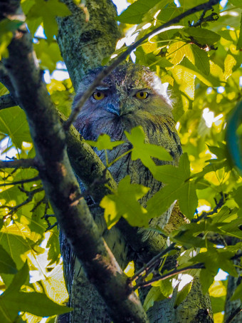 隐藏的猫头鹰与大橙色眼睛看从后面树分支猫头鹰与大橙色眼睛看从后面树分支