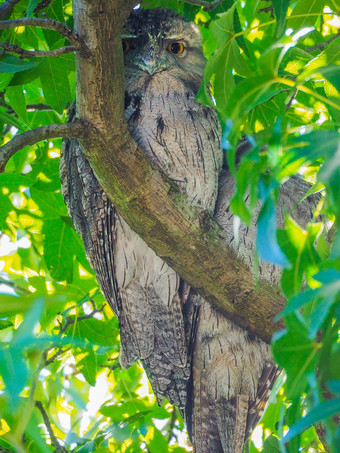 隐藏的猫头鹰与大橙色眼睛看从后面树分支猫头鹰与大橙色眼睛看从后面树分支