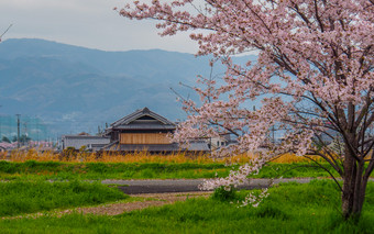 樱桃花朵日本国家一边樱桃花朵与传统的建筑背景日本国家一边樱桃花朵