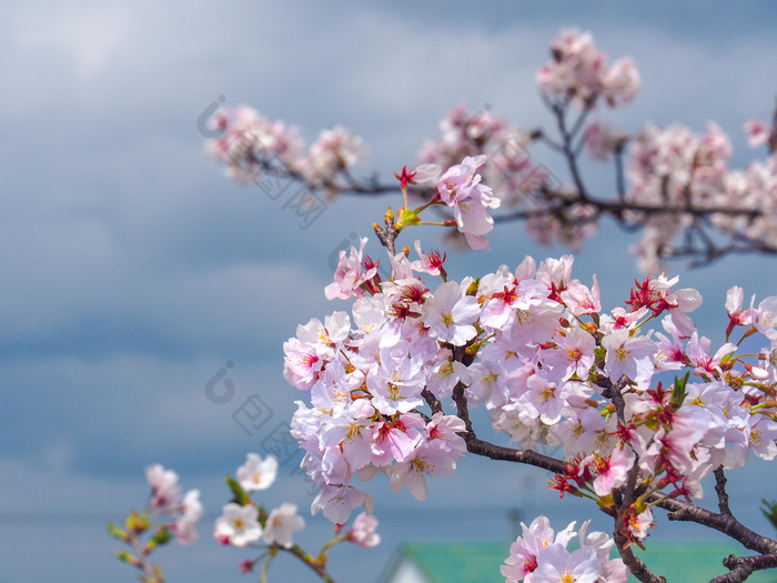关闭盛开的樱桃花朵日本关闭盛开的樱桃花朵