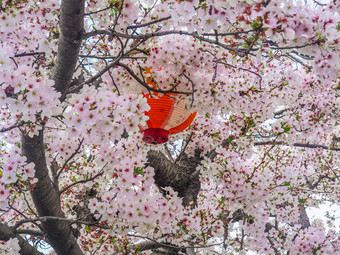 色彩斑斓的纸灯笼隐藏在<strong>日本</strong>樱桃花朵<strong>日本</strong>灯笼与樱桃花朵