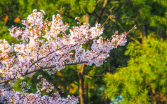 关闭盛开的樱桃花朵日本关闭盛开的樱桃花朵