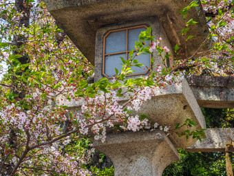 传统的日本灯笼与樱桃花朵日本灯笼和樱桃花朵