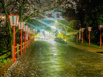 日本郡山4月晚上节日与樱桃开花和日本灯笼樱桃开花和日本灯笼