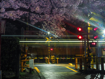 日本郡山4月长曝光火车通过通过十字<strong>路口</strong>与开花樱桃花朵长曝光火车通过通过十字<strong>路口</strong>与开花樱桃花朵