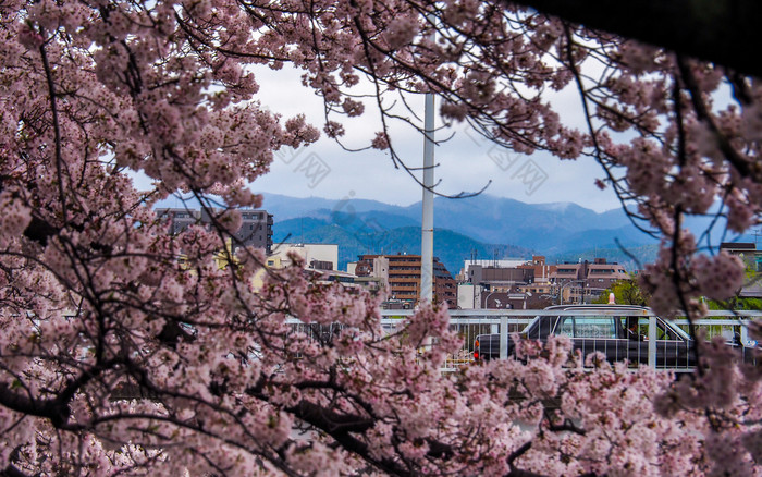 日本《京都议定书》4月盛开的樱桃花朵与城市和山模糊背景盛开的樱桃花朵与城市和山