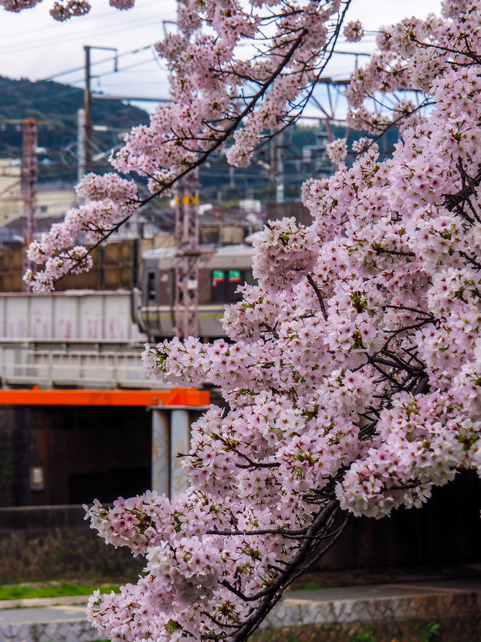 日本《京都议定书》4月盛开的樱桃花朵与火车通过模糊背景火车通过背景盛开的樱桃花朵