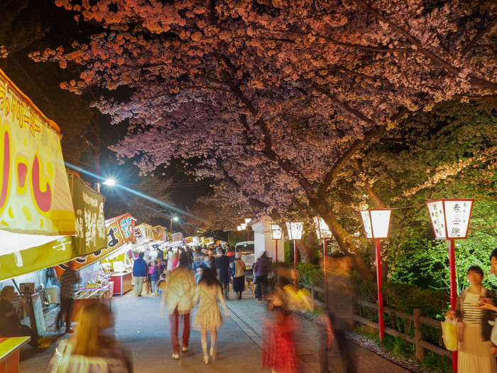 日本郡山4月人享受晚上节日下的樱桃开花日本传统樱桃开花晚上节日