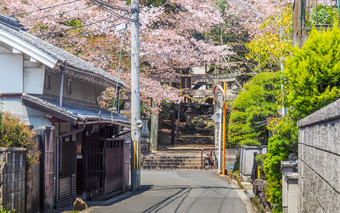 日本奈良4月狭窄的郊区街领先的樱桃开花覆盖入口试图帮助神社奈良樱桃花朵试图帮助神社入口