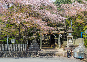 日本奈良4月鸟居门入口试图帮助神社与盛开的樱桃花朵樱桃花朵试图帮助神社入口