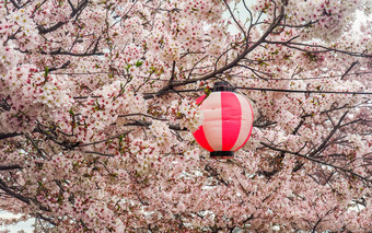 色彩斑斓的纸灯笼装饰为传统的日本樱桃开花庆祝活动花见日本灯笼与樱桃花朵