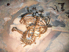 恐龙骨架博物馆泰国