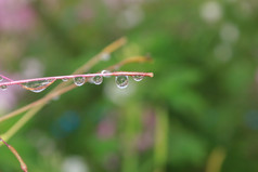 水滴粉红色的花