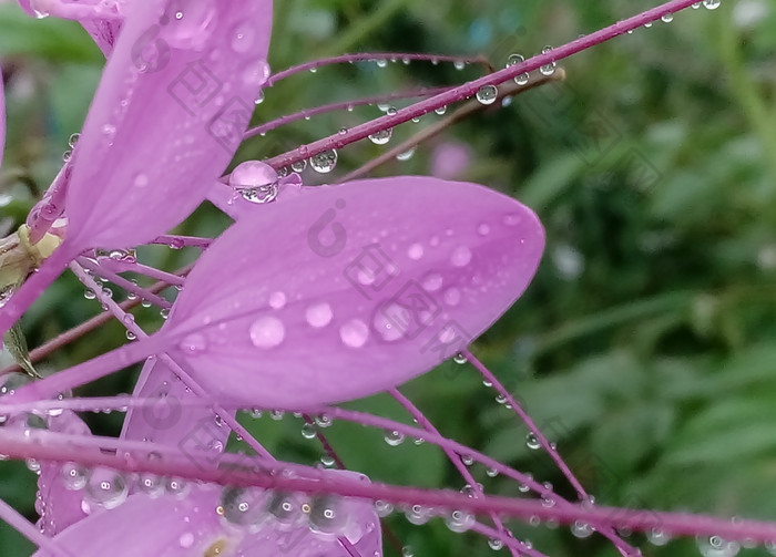 水滴粉红色的花