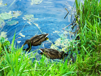 鸭子池塘两个鸭子他们的自然栖息地的池塘