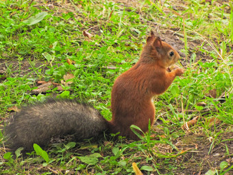 小红色的松鼠小红色的松鼠坐着的地面等待为的坚果