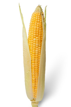 纯化耳朵玉米与叶子孤立的白色背景