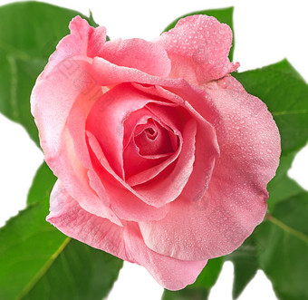 粉红色的玫瑰花覆盖露水孤立的白色背景粉红色的玫瑰花覆盖露水