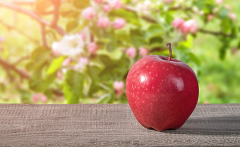 红色的苹果木表格盛开的苹果果园模糊的背景红色的苹果木表格