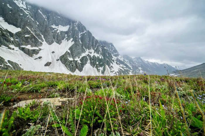 野花与雪山图片