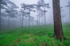 松森林与雾而且野花场