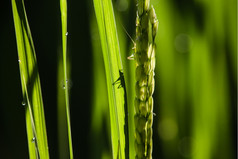 昆虫大米场