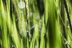 露水下降年轻的绿色帕迪