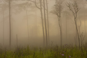 雾森林