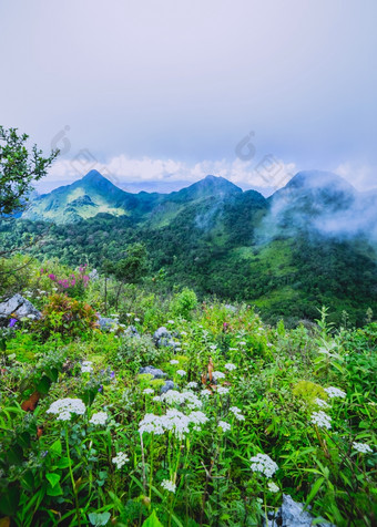 早....雾热带雨森林