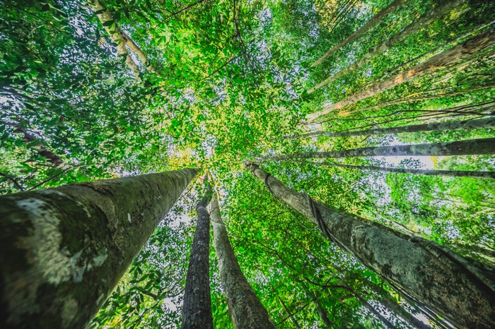 低角拍摄山毛榉树森林图片