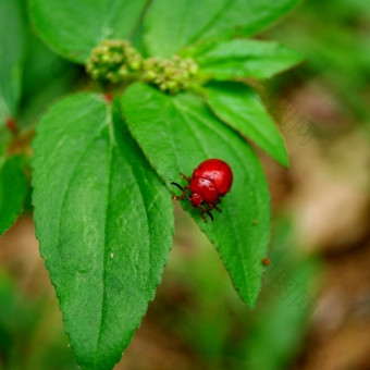 <strong>叶甲虫</strong>鞘翅目<strong>叶</strong>甲科