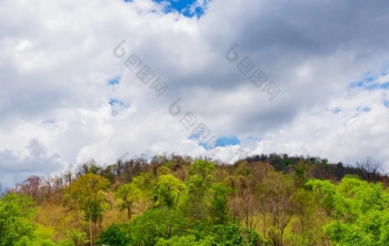 云在森林和山