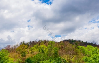 云在森林和山图片