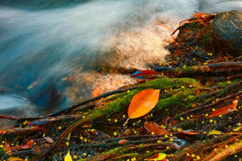 秋天<strong>彩色</strong>的叶休息莫斯覆盖<strong>岩石</strong>与水流动周围