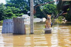 狗失去了的老板而洪水