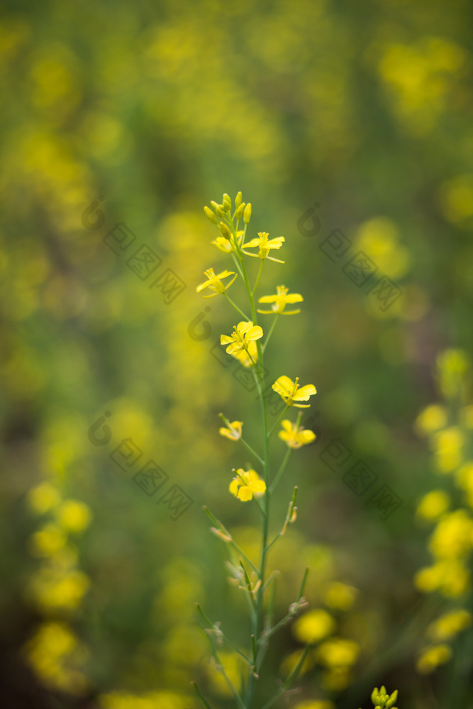 假小白菜和花场