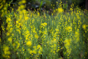 假<strong>小白菜</strong>和花场