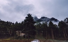 的山坡说谎云与的常绿松柏笼罩雾风景优美的景观视图