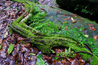 蕨类<strong>植物</strong>和其他<strong>植物</strong>的森林自然蕨类<strong>植物</strong>叶装饰特写镜头照片热带绿色<strong>植物</strong>前视图蕨类<strong>植物</strong>叶模式绿色树叶与绿色蕨类<strong>植物</strong>叶