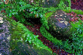 蕨<strong>类植物</strong>和其他<strong>植物</strong>的森林自然蕨<strong>类植物</strong>叶装饰特写镜头照片热带绿色<strong>植物</strong>前视图蕨<strong>类植物</strong>叶模式绿色<strong>树</strong>叶与绿色蕨<strong>类植物</strong>叶